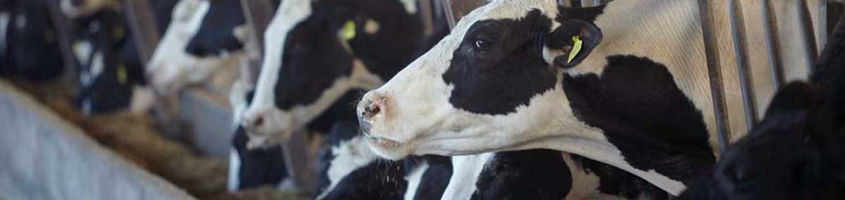 Cattle feed supplement manufacturers in Vijayawada